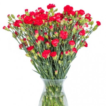 Red Spray Tulips for Home or Office